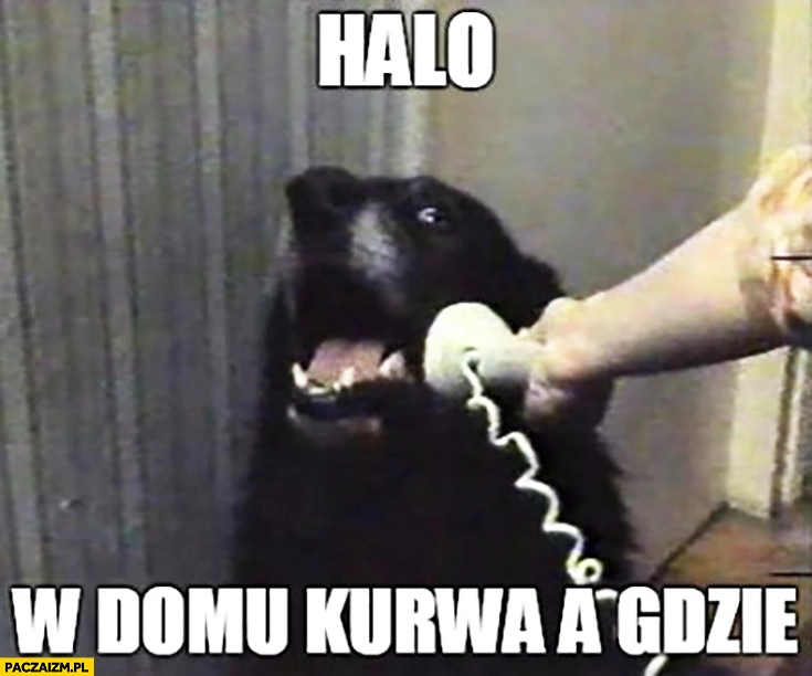 Halo, w domu kurna a gdzie? pies odbiera telefon
