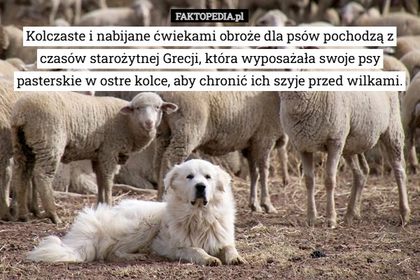 Kolczaste i nabijane ćwiekami obroże dla psów pochodzą z czasów starożytnej