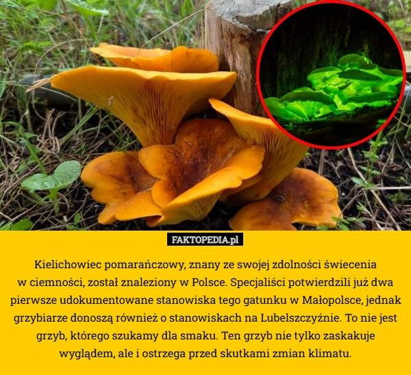 Kielichowiec pomarańczowy, znany ze swojej zdolności świecenia
 w ciemności,