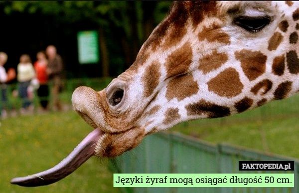 Języki żyraf mogą osiągać długość 50 cm.