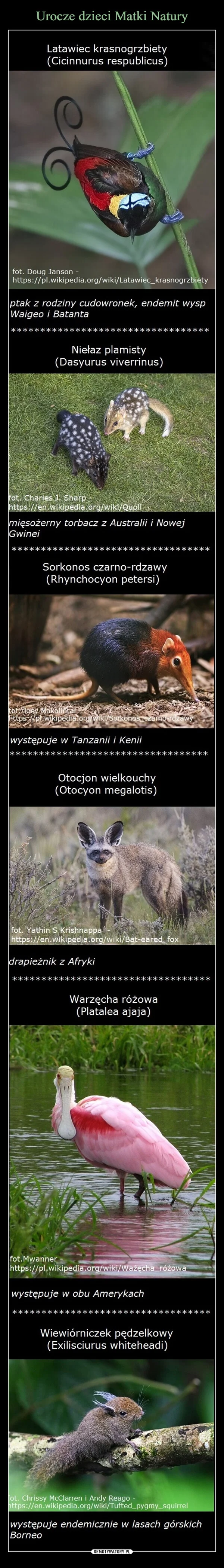 
    Urocze dzieci Matki Natury