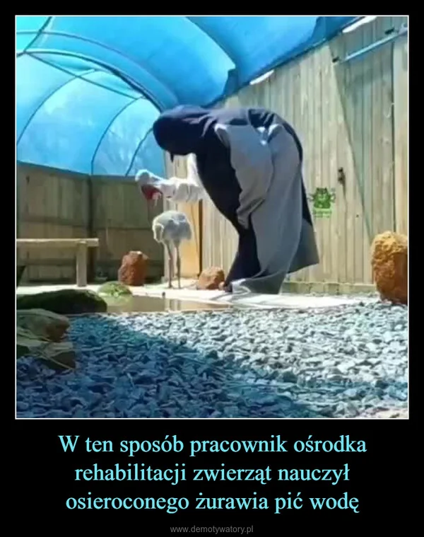 W ten sposób pracownik ośrodka rehabilitacji zwierząt nauczył osieroconego żurawia pić wodę