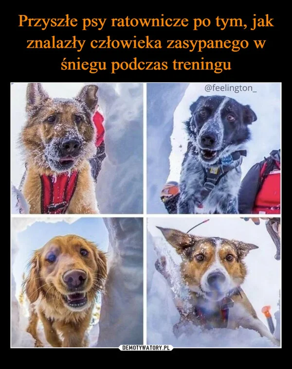 Przyszłe psy ratownicze po tym, jak znalazły człowieka zasypanego w śniegu podczas treningu