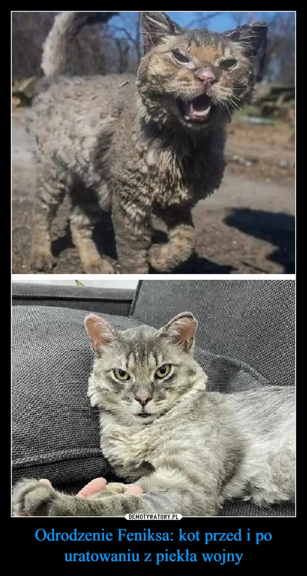 Odrodzenie Feniksa: kot przed i po uratowaniu z piekła wojny