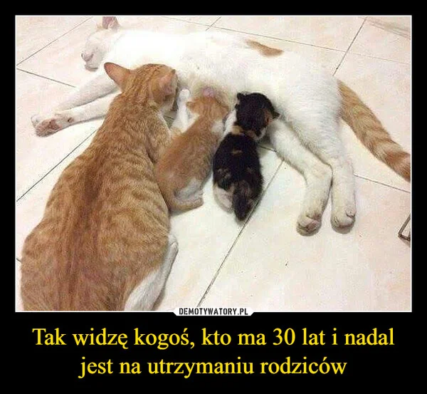 Tak widzę kogoś, kto ma 30 lat i nadal jest na utrzymaniu rodziców