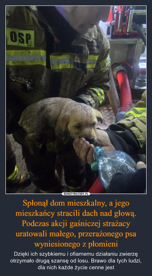 Spłonął dom mieszkalny, a jego mieszkańcy stracili dach nad głową. Podczas akcji gaśniczej strażacy uratowali małego, przerażonego psa wyniesionego z płomieni