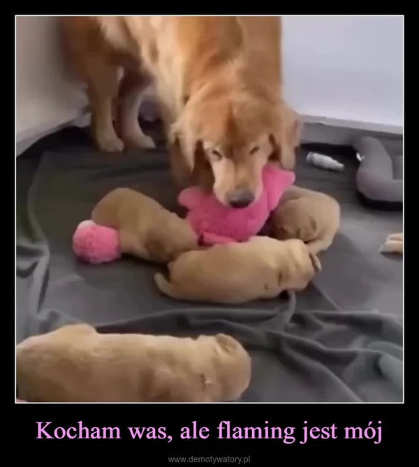 Kocham was, ale flaming jest mój