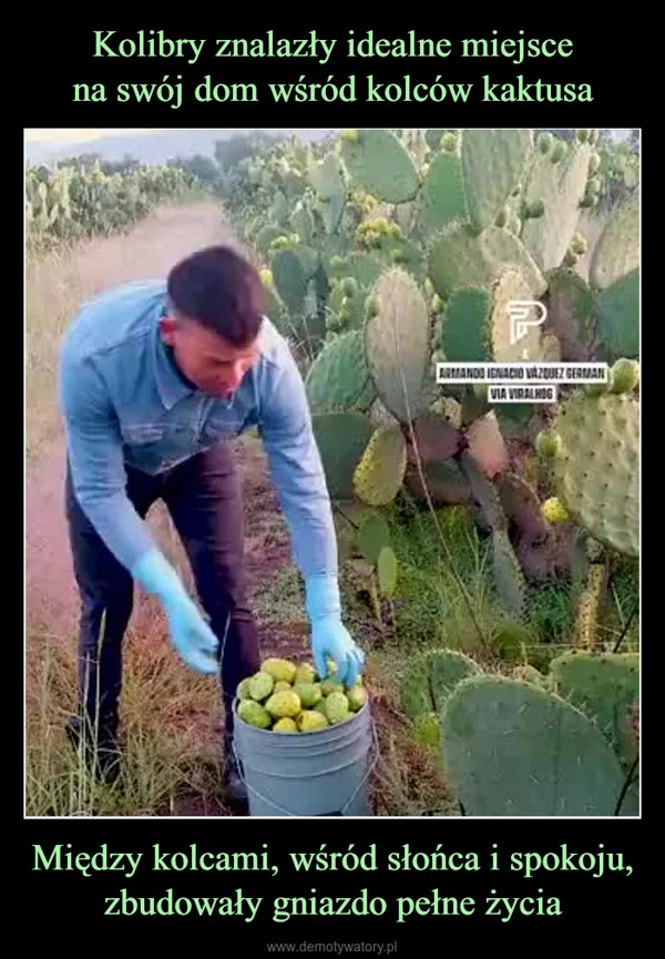 Kolibry znalazły idealne miejsce na swój dom wśród kolców kaktusa Między kolcami, wśród słońca i spokoju, zbudowały gniazdo pełne życia