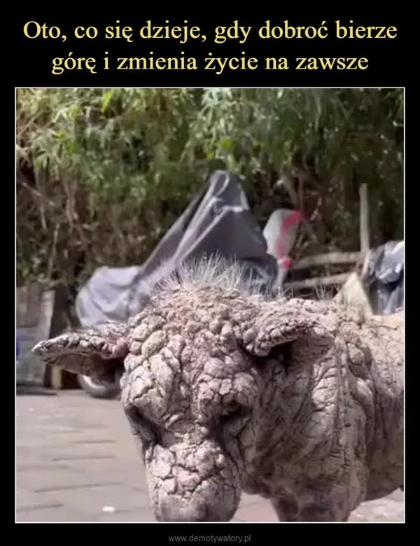 Oto, co się dzieje, gdy dobroć bierze górę i zmienia życie na zawsze