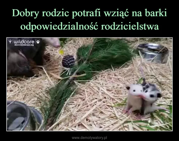 Dobry rodzic potrafi wziąć na barki odpowiedzialność rodzicielstwa