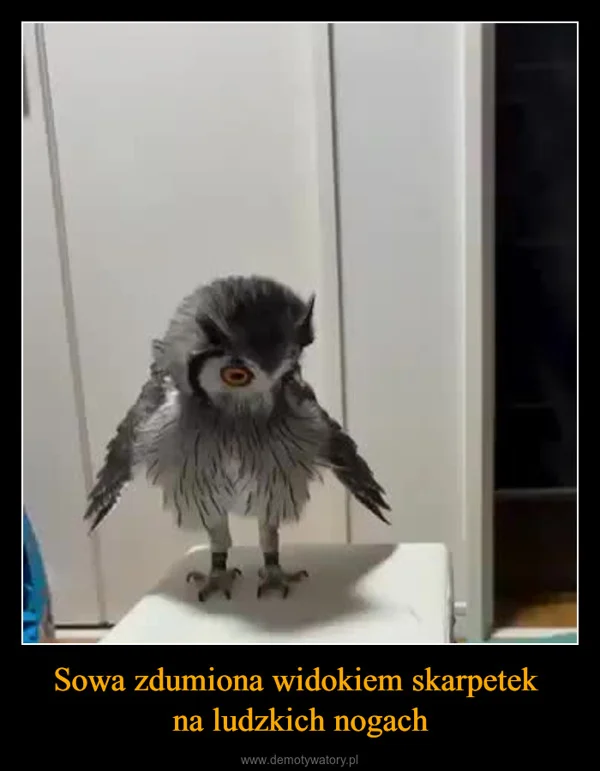 Sowa zdumiona widokiem skarpetek na ludzkich nogach