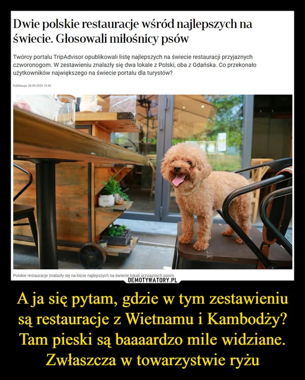 A ja się pytam, gdzie w tym zestawieniu są restauracje z Wietnamu i Kambodży? Tam pieski są baaaardzo mile widziane. Zwłaszcza w towarzystwie ryżu