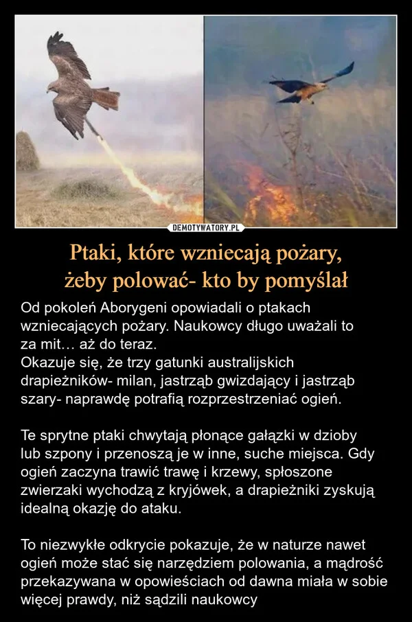 Ptaki, które wzniecają pożary, żeby polować- kto by pomyślał