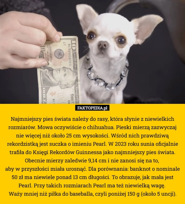 Najmniejszy pies świata należy do rasy, która słynie z niewielkich rozmiarów.