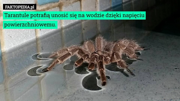 
    Tarantule potrafią unosić się na wodzie dzięki napięciu powierzchniowemu.