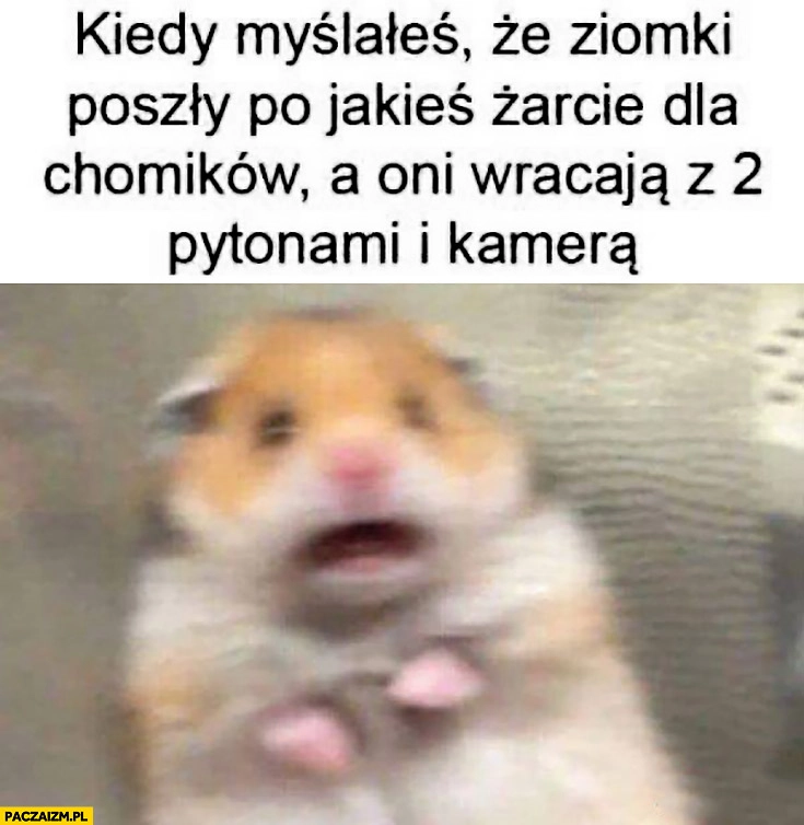 
    Kiedy myślałeś, że ziomki poszły po jakieś żarcie dla chomików a oni wracają z 2 pytonami i kamerą