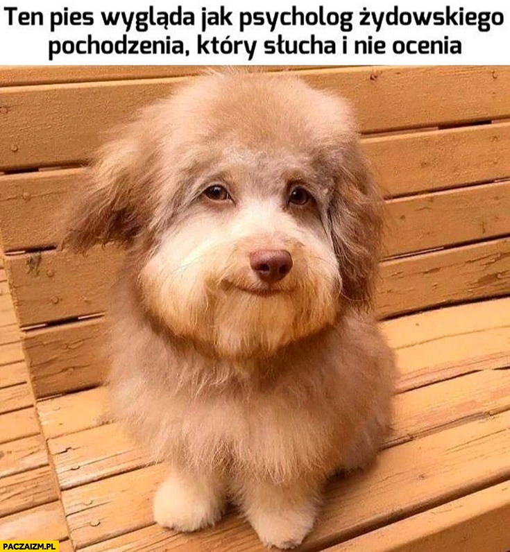 
    Ten pies wygląda jak psycholog żydowskiego pochodzenia który słucha i nie ocenia
