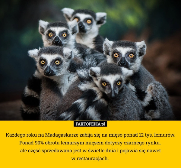 
    Każdego roku na Madagaskarze zabija się na mięso ponad 12 tys. lemurów.