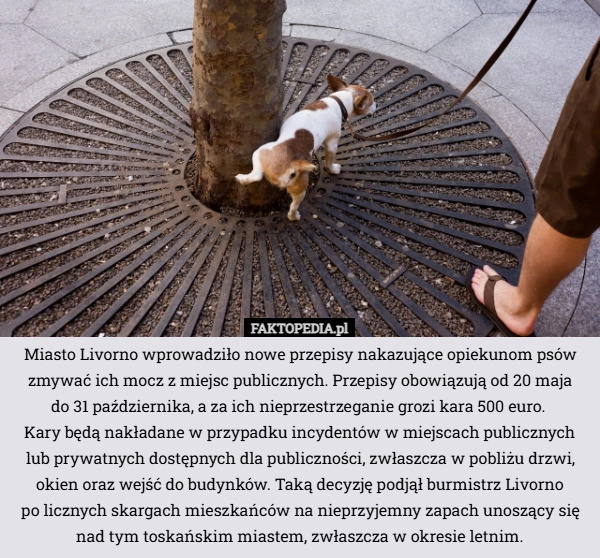 
    Miasto Livorno wprowadziło nowe przepisy nakazujące opiekunom psów zmywać...