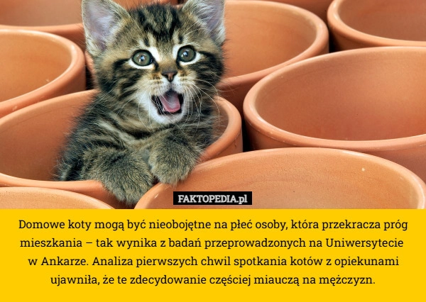 Domowe koty mogą być nieobojętne na płeć osoby, która przekracza próg mieszkania