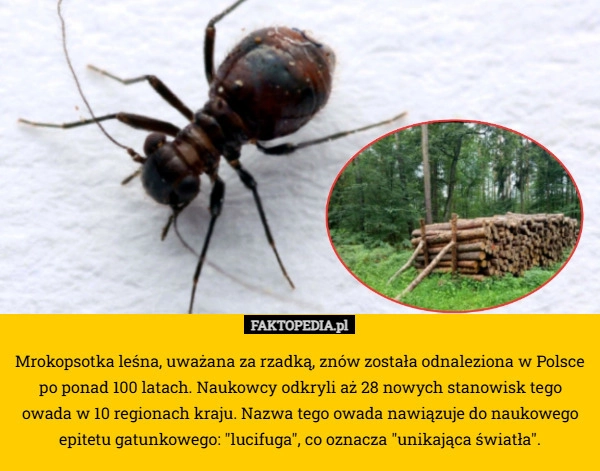 Mrokopsotka leśna, uważana za rzadką, znów została odnaleziona w Polsce