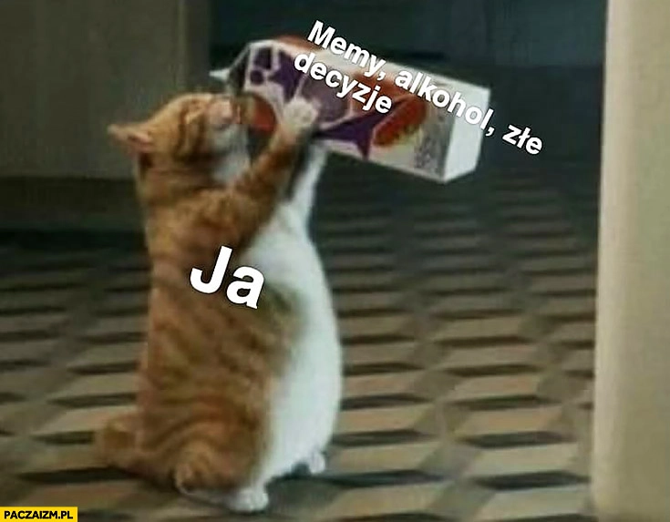Memy, alkohol, złe decyzje – ja kot pije
