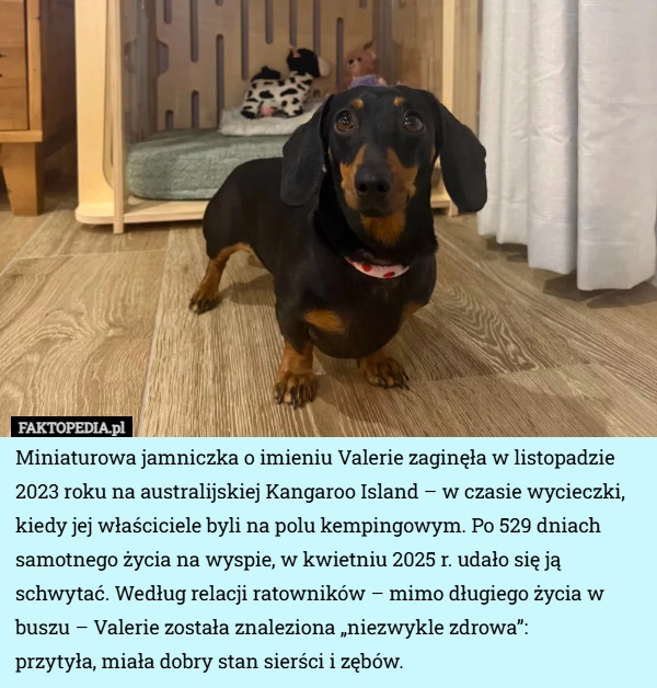 Miniaturowa jamniczka o imieniu Valerie zaginęła w listopadzie 2023 roku...