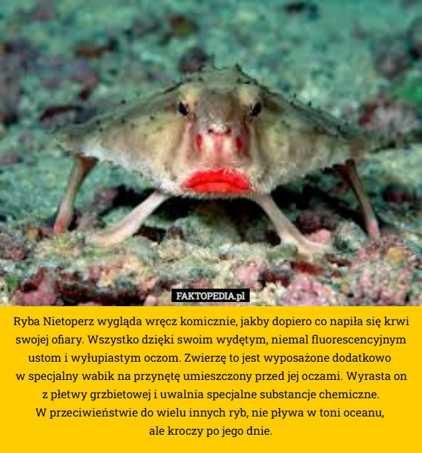 Ryba Nietoperz wygląda wręcz komicznie, jakby dopiero co napiła się krwi