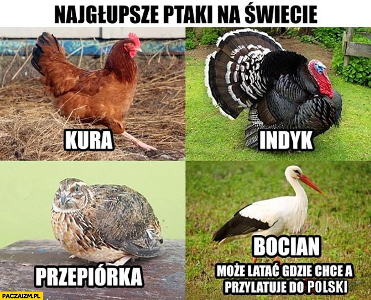 
    Najgłupsze ptaki na świecie kura, indyk, przepiórka, bocian może latać gdzie chce a przylatuje do Polski