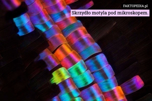 Skrzydło motyla pod mikroskopem.