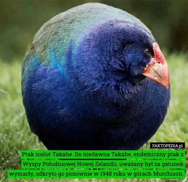 Ptak nielot Takahe. Do niedawna Takahe, endemiczny ptak z Wyspy Południowej