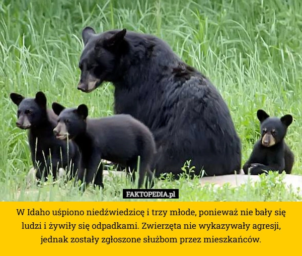 W Idaho uśpiono niedźwiedzicę i trzy młode, ponieważ nie bały się ludzi