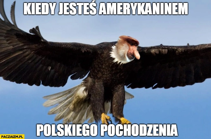 Kiedy jesteś Amerykaninem polskiego pochodzenia orzeł z twarzą nosacza