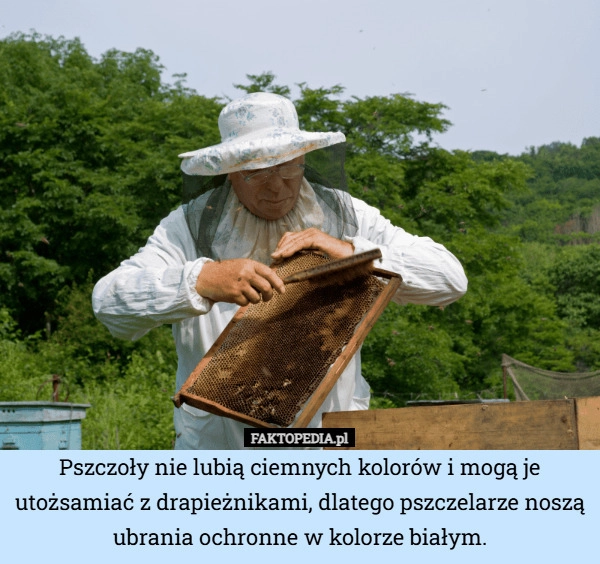 Pszczoły nie lubią ciemnych kolorów i mogą je utożsamiać z drapieżnikami,