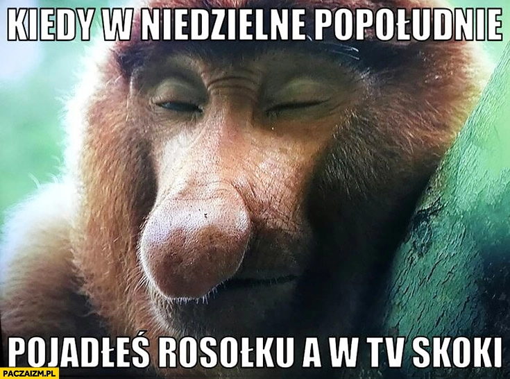 Kiedy w niedzielne popołudnie pojadłeś rosołku a w TV skoki typowy Polak nosacz małpa