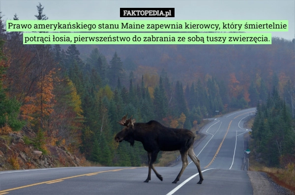 Prawo amerykańskiego stanu Maine zapewnia kierowcy, który śmiertelnie potrąci