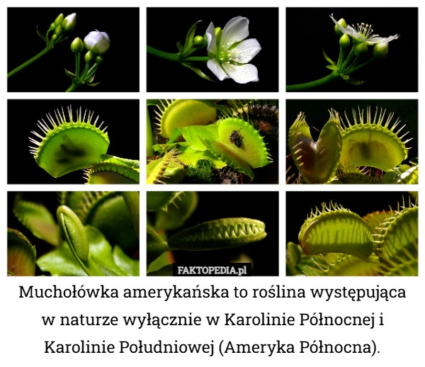 
    Muchołówka amerykańska to roślina występująca w naturze wyłącznie w Karolinie...