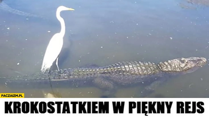 Krokostatkiem w piękny rejs żuraw płynie na krokodylu