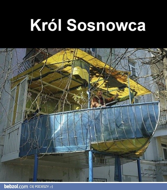 Król sosnowca 