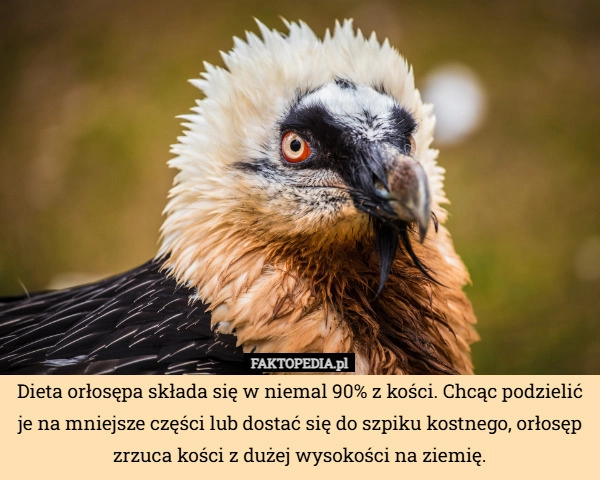 
    Dieta orłosępa składa się w niemal 90% z kości. Chcąc podzielić je na mniejsze