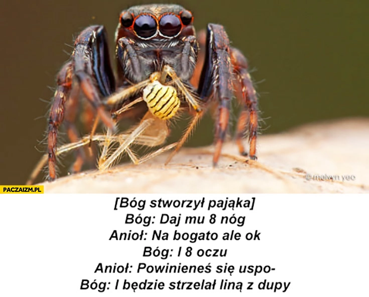 Bóg stworzył pająka, daj mu 8 nóg i 8 oczu i będzie strzelał liną z dupy