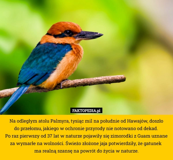 
    Na odległym atolu Palmyra, tysiąc mil na południe od Hawajów, doszło
 do