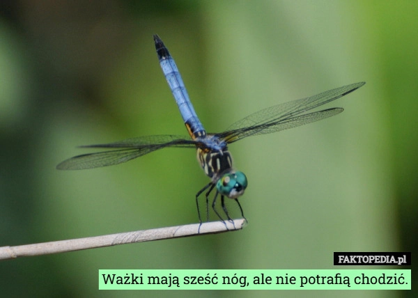 Ważki mają sześć nóg, ale nie potrafią chodzić.