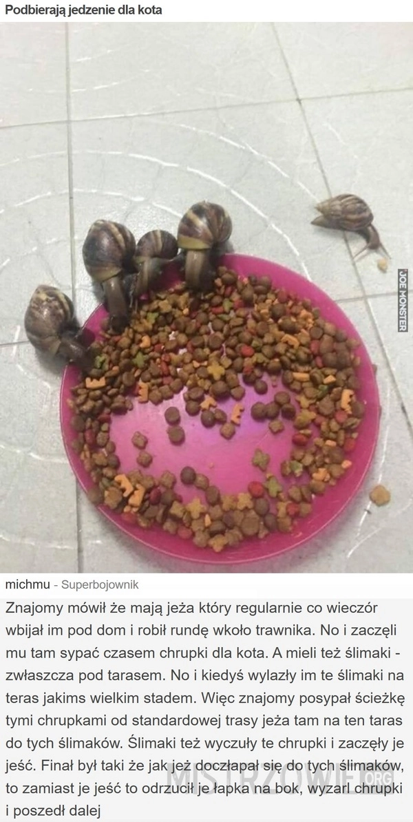 
    Podbierają jedzenie dla kota