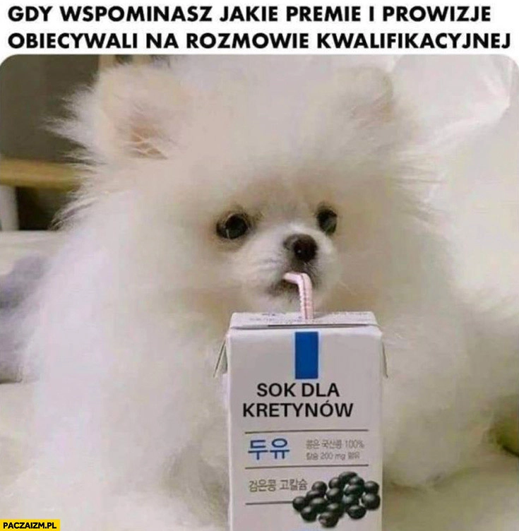 Gdy wspominasz jakie premie i prowizje obiecywali na rozmowie kwalifikacyjnej pies pije sok dla kretynów