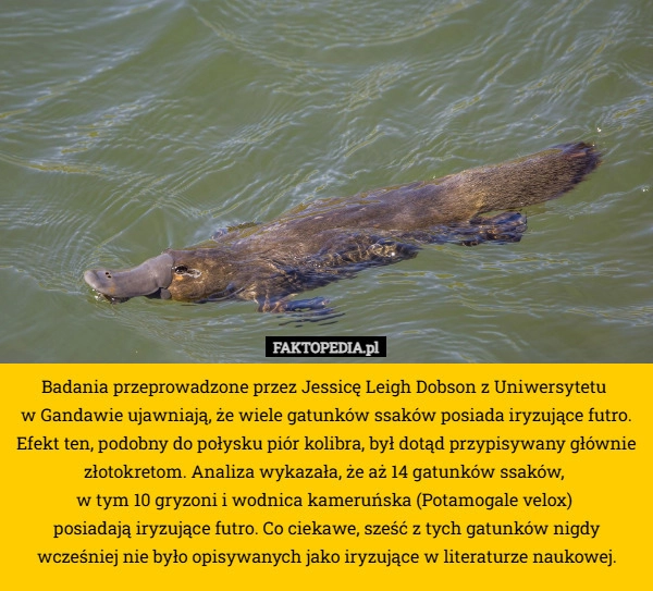 
    Badania przeprowadzone przez Jessicę Leigh Dobson z Uniwersytetu 
w Gandawie