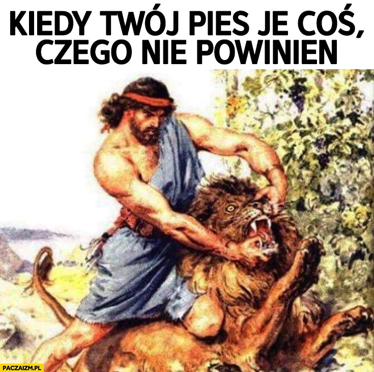 
    Kiedy Twój pies je coś czego nie powinien. Lew wyrywa z paszczy