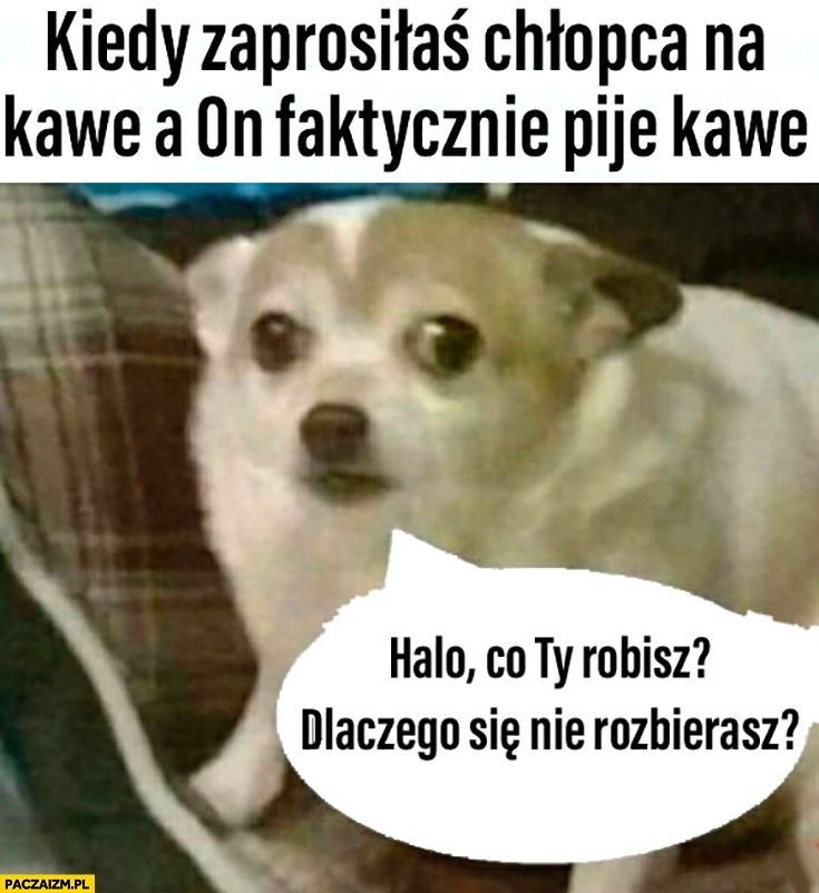 
    Kiedy zaprosiłaś chłopca na kawę a on faktycznie pije kawę, halo co Ty robisz dlaczego się nie rozbierasz? pies piesek