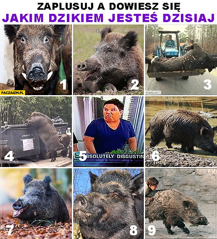 Zaplusuj a dowiesz się jakim dzikiem jesteś dzisiaj Wellman