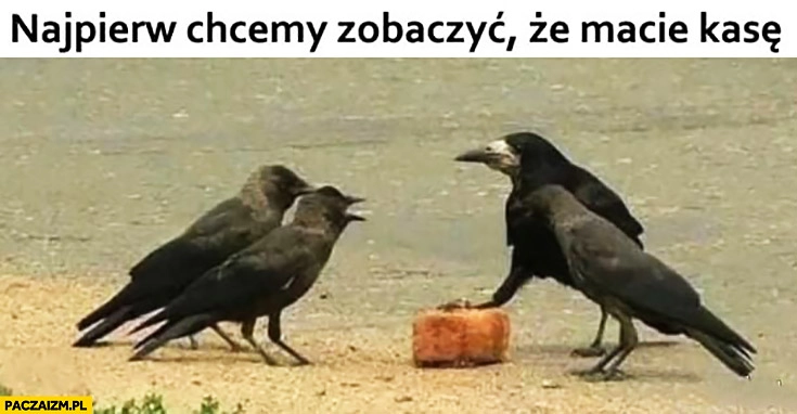 Ptaki najpierw chcemy zobaczyć, że macie kasę wrony kruki trzyma towar paczkę